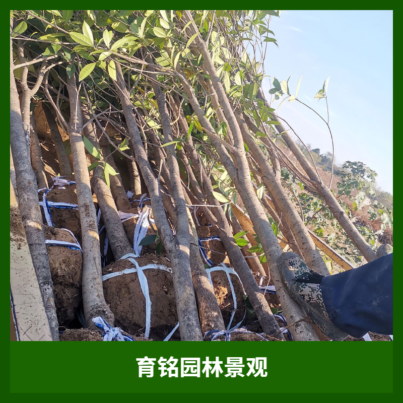 成都业主力荐！口碑爆棚的绿化景观工程企业盘点